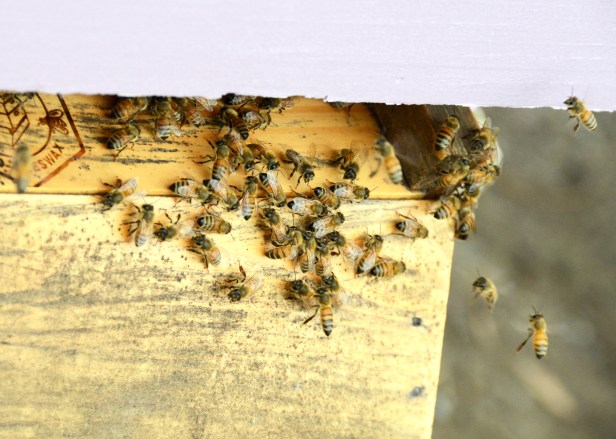 Bees at the second hive either stay on the landing board cleaning themselves or fly in and out.