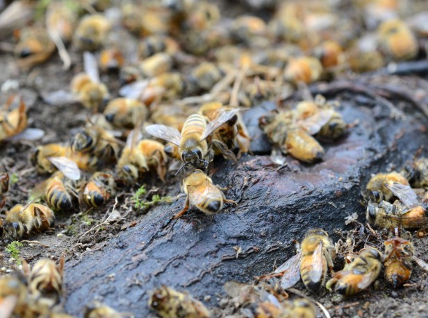 Taking a rest among dead comrades 