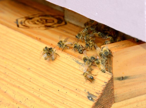 Carrying out the dead