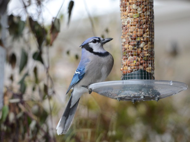 A daring Blue Jay swooped pass me to the feeder a couple of feet away.