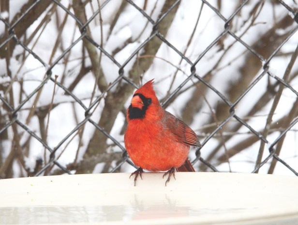 A male Northern Cardinal enjoys fresh water and warm air raising from the heated bird bath