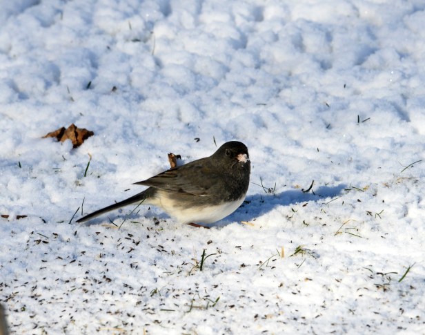 Dark-eyed Junco