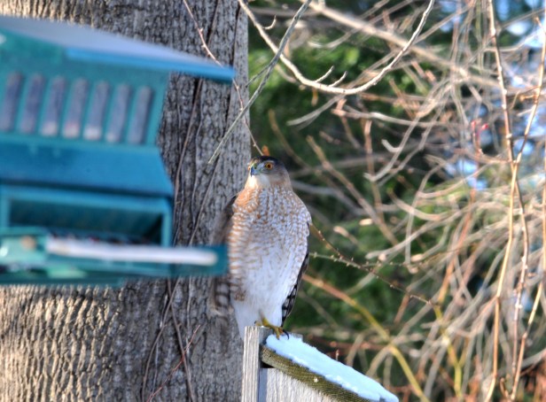 Cooper's Hawk