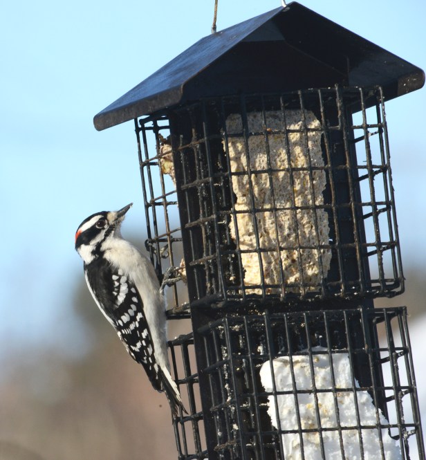 Male Downy Woodpecker