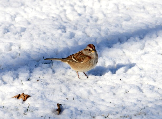 American Tree Sparrow
