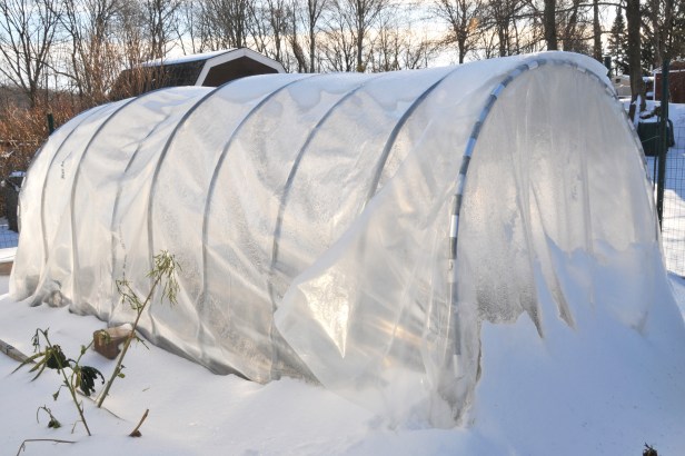 Cold frame in the snow