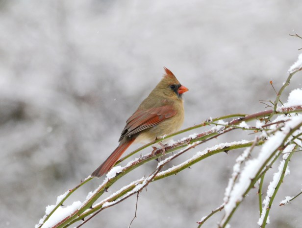 Female Northern Cardinal waits patiently on a rose branch for her turn at the feeder
