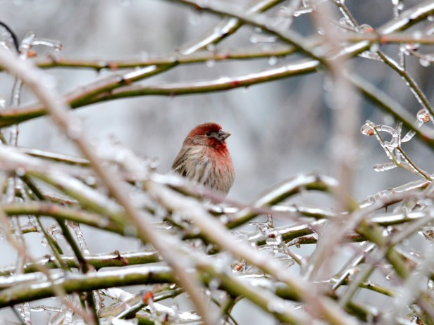 A male House finch on an ice-covered rose branch