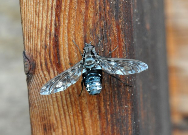 I saw this Bee fly because I had a dead Carpenter bee pupae drop on me while I was on the patio