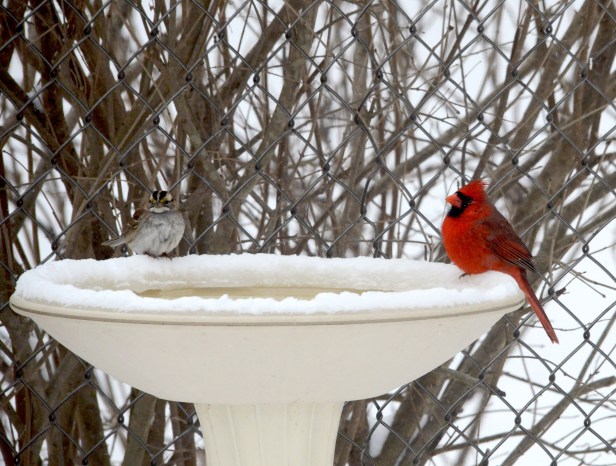 A male Northern Cardinal and a White-throated Sparrow enjoy a margarita together 