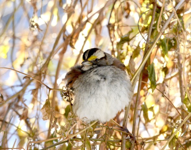 A White-throated Sparrow taking refuge in an Autumn Sweet clematis