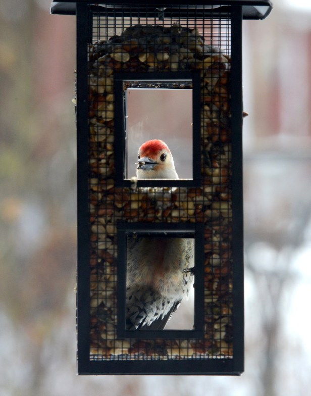 A male Red-bellied Woodpecker came by and stayed for a while