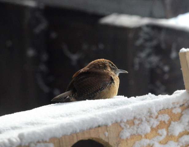 Carolina Wren also puffed his feathers up into a little ball against the cold wind