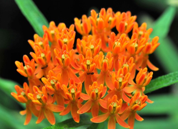 Another colorful relative, with bright orange