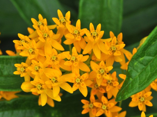 Bright Canary yellow