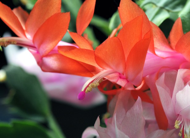 The Christmas cactus hasn't stopped blooming