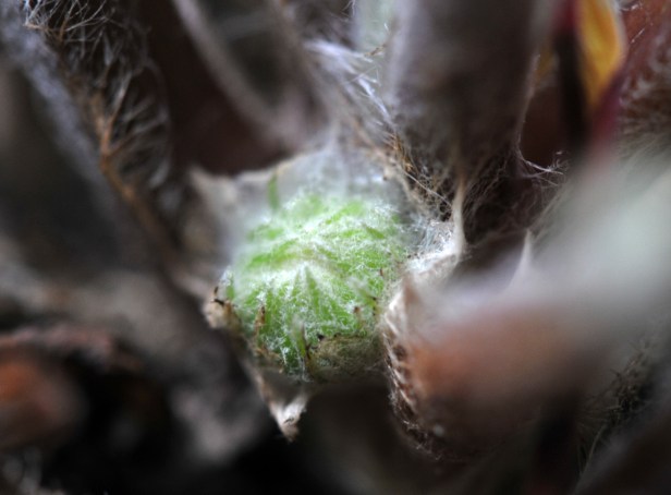 A new Gerbera flower bud
