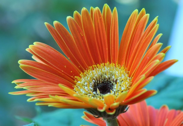 Gerbera by the bay window
