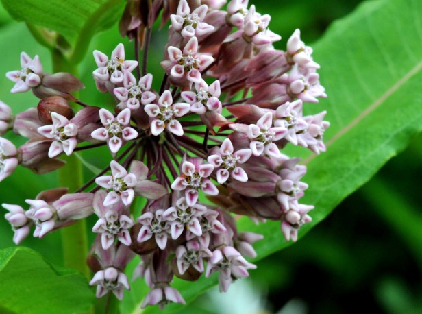 Cluster of fragrant flowers