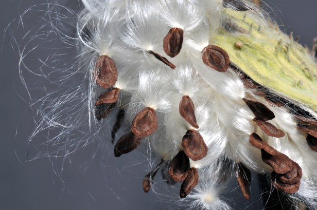 Dry seeds that will germinate where ever the wind takes them.
