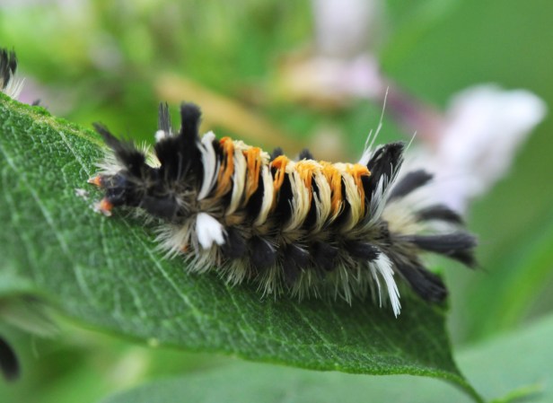 Milkweed Tussock caterpillar is also commonly seen on the plant