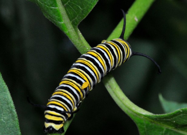 Monarch caterpillar with a hitchhiker Aphid