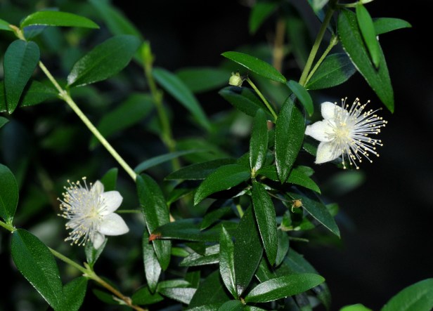 Myrtle blooms having just opened up