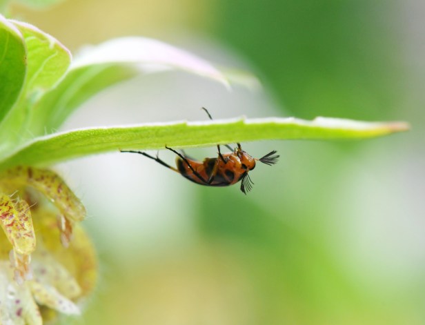 This beetle stayed on a Spotted bee balm which is frequented by various species of wasp and bumble bee