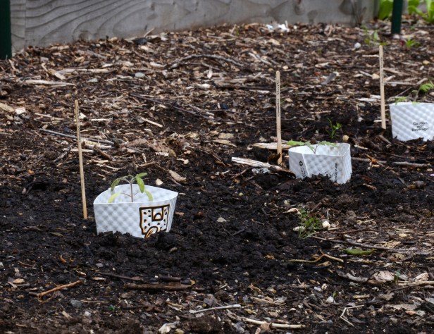 A whole row of coffee sleeves around tomato seedlings
