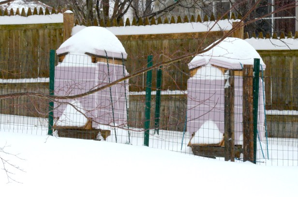 Beehives this afternoon