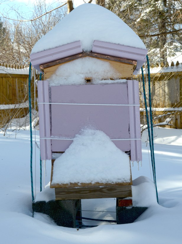 The third hive with a little hole in the snow by the top entrance
