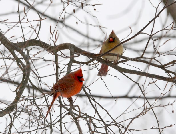 A male Cardinal staying close to the female