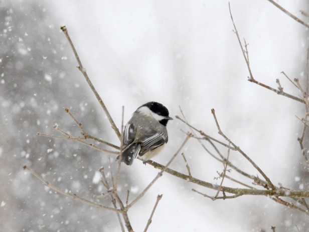 A Chickadee resting under heavy snow fall