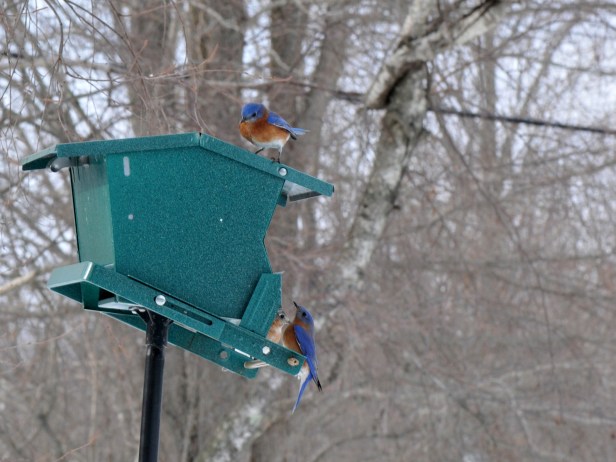 A flock of Eastern Bluebirds at one of the feeders