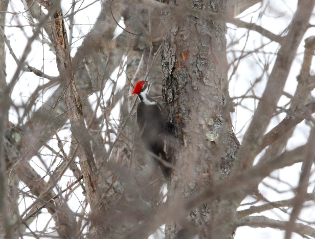 A Pileated Woodpecker also joined the garden party today