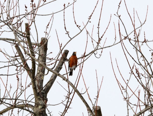 Slightly disheveled looking Robin in a tree top