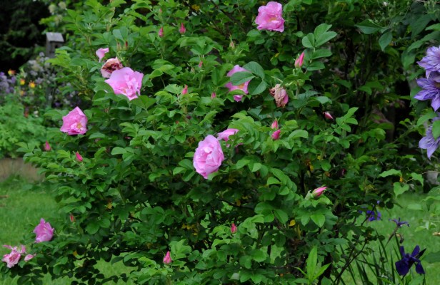 Rugosa 'Foxi' produce fragrant flowers in abundance from late spring to fall.