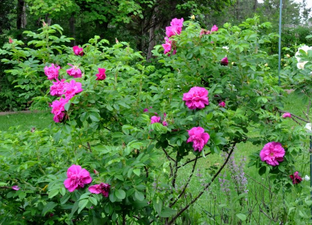 Rugosa 'Hansa' is a fast grower and once it blooms it won't stop blooming until fall