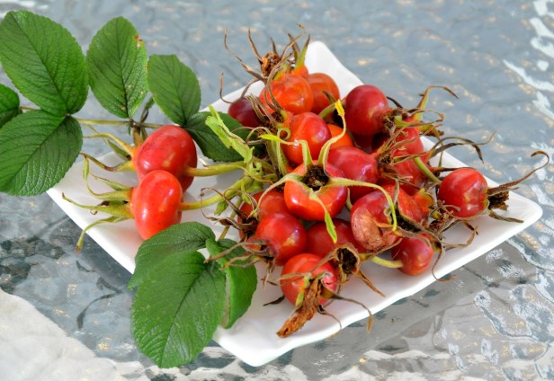 Rose hips picked from Rugosa 'Hansa' rose last season.