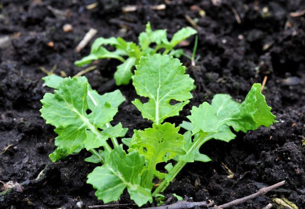 Broccoli raab in the cold frame