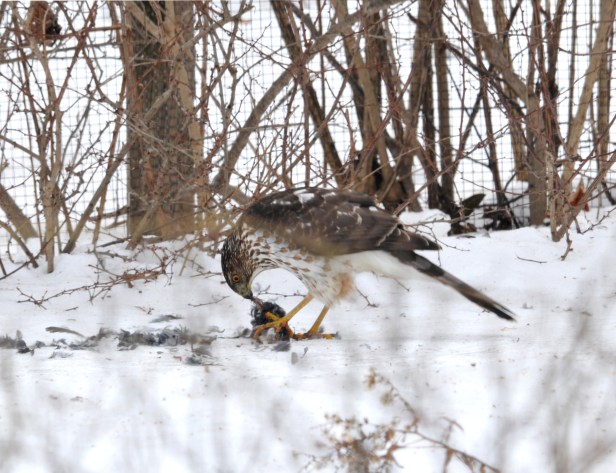 Cooper's Hawk taking a Junco apart