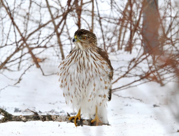 Puffing up after meal