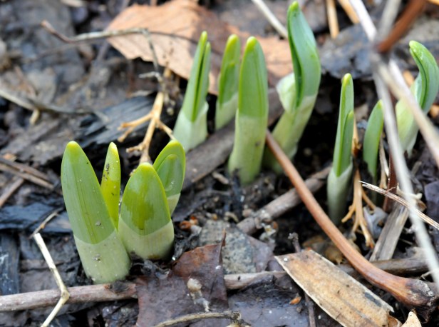 Daffodil, only a couple of inches above ground