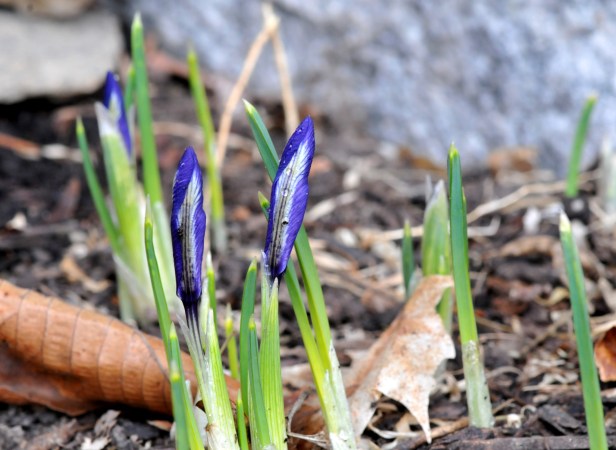 Dwarf iris 'Harmony'
