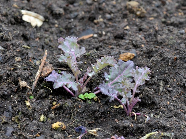 Kale seedling from last winter