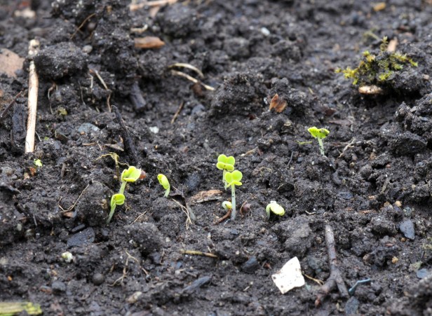 Pac Choi seedlings from seeds sown a week ago