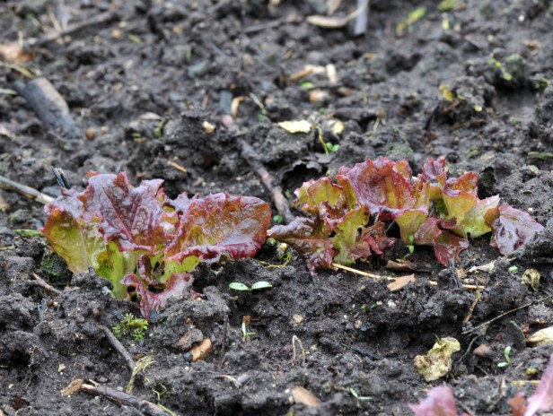 To my surprise, some Red leaf lettuce also alive in there