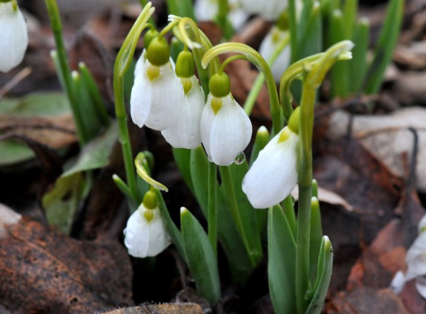 Snowdrops enjoy spring rain