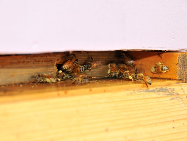 They were going in and out all afternoon, many of them bringing back pollen.