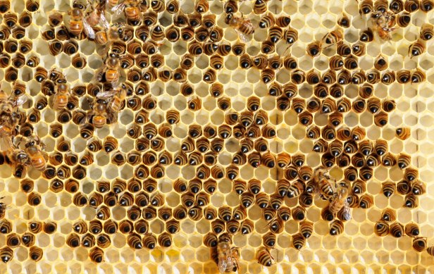 Up close on the other comb